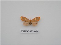 藏品(三色豔苔蛾)的圖片